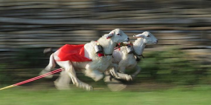 KARAPAN KAMBING, UPAYA MELESTARIKAN BUDAYA LOKAL