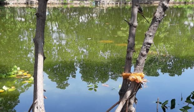 Kampung Nila, Potensi Destinasi Wisata Baru di Kota Probolinggo